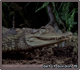 Get it Gordon 15